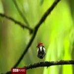 Alas Pajaro