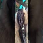 Animal Ronquido