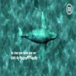 Ballena Jorobada