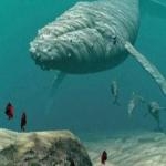 Ballenas