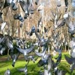 Bandada De Palomas