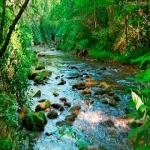 Bosque Ambiente