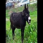 Burro