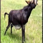 burro rebuzna