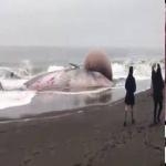 Cabeza de Ballena