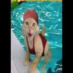 Canto De Gato