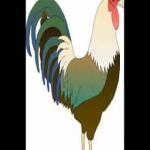 Canto Gallo