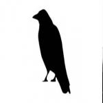 Cuervo