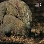 Dragon de Komodo