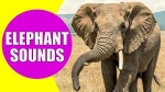 Elephant Roaring
