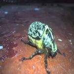 Escarabajo Ruidoso