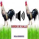 Gallo Amanecer