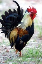Gallo kikiriki
