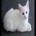 Gato Gemir