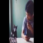Gato Grunido