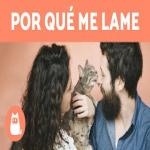 Gato Lamer