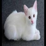 Gato Miau