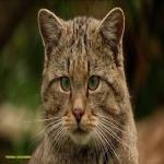 Gato Montes
