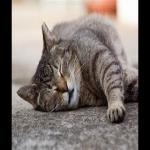 Gato Ronroneo