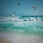 Gaviotas mar