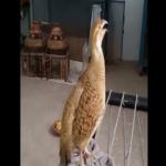 Jadeos Animales