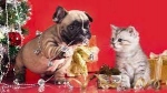 Jingle Bells Perros y gatos