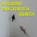 Lagartija