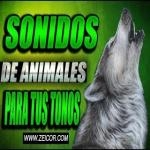 Llamadas Animales