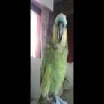Loro