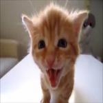 Miau Gatito Chiquito