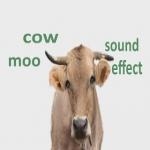 Moo
