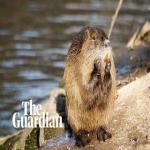Nutria