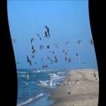 Oceano Bandada Pajaros