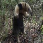 Oso Hormiguero