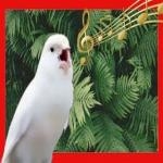 Pajaro Canto