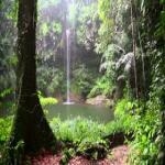 Pantano Bosque
