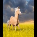 Paseo A Caballo