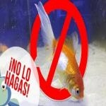 Peces tropicales