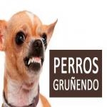 Perro Grunendo