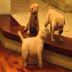 Perro Jugando
