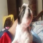 Perro Llora