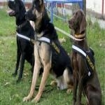 Perro policia