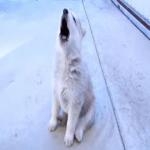 Perro Siberiano