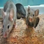 Ratón Gracioso
