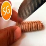 Serpiente de Cascabel