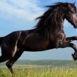 Sonido de un caballo Relinchar