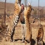Tigre Siberiano