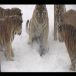 Tigres Siberianos