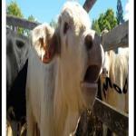 Vaca Mugido