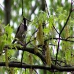 Wild Bird Sound